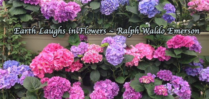 Landscape design in South Florida, 954-732-5008