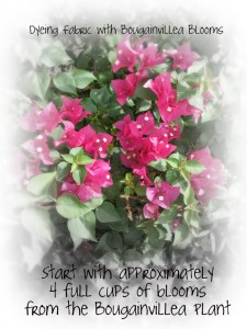 bougainvillea1