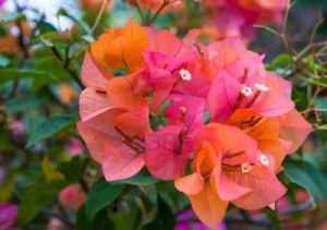 flowallp.com_bali-indonesia-a-branch-of-a-blossoming-bougainvillea-flowers-in-the-garden