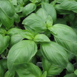 Basil-Aroma