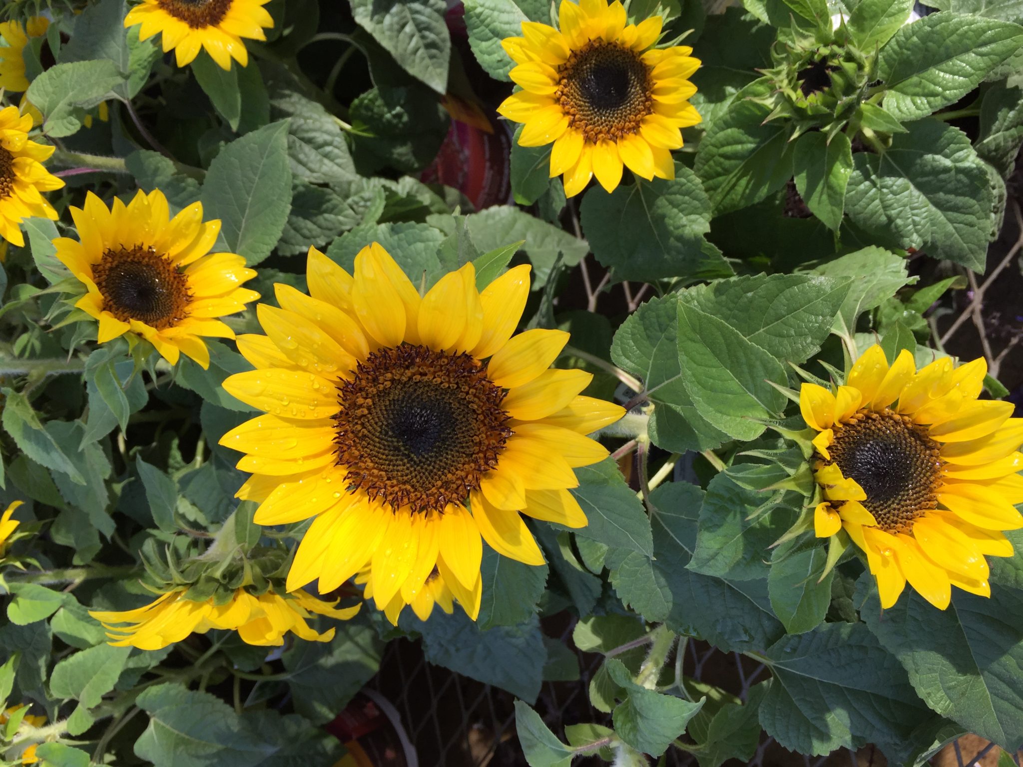 Sunflower Types