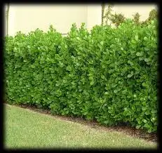What type of hedges should you plant?