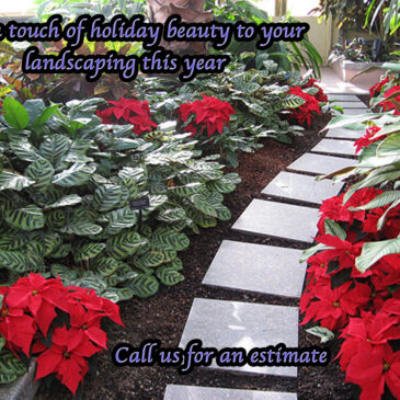 December 12th is Poinsettia Day