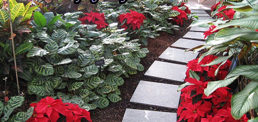 December 12th is Poinsettia Day