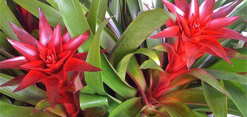 Plants, Trees & Flowers