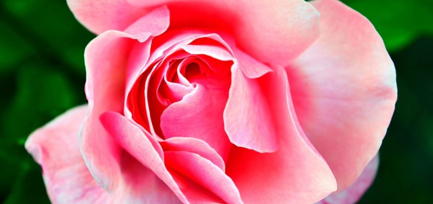 Plant a rose bush for your Valentine