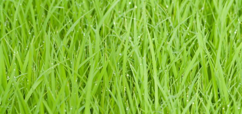 How to choose the proper grass for your lawn.
