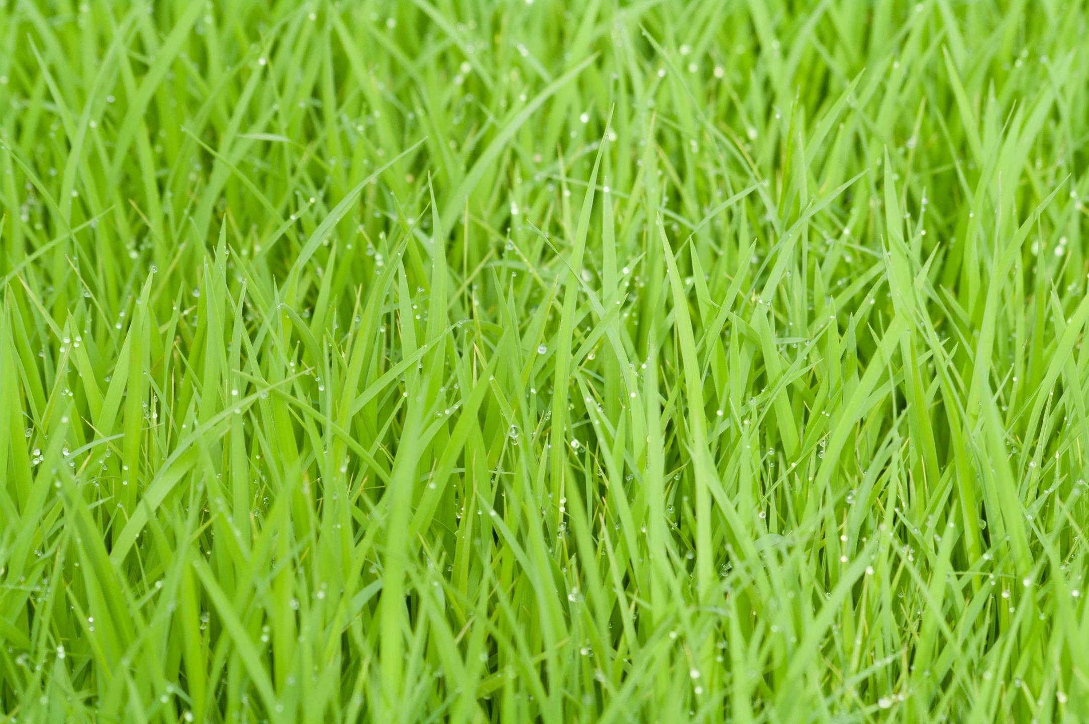 How to choose the proper grass for your lawn.