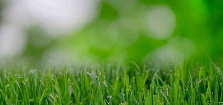 Is your lawn invaded by pesky dollarweeds (pennywort)?