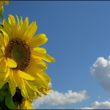 Sunflowers are the happiest of flowers.