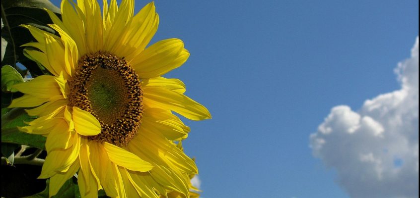 Sunflowers are the happiest of flowers.