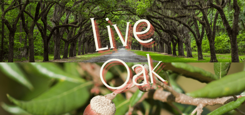 Non-shedding trees that thrive in Florida
