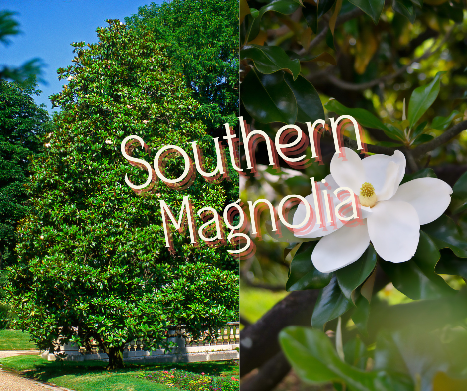 Non-Shedding Trees, Southern Magnolia