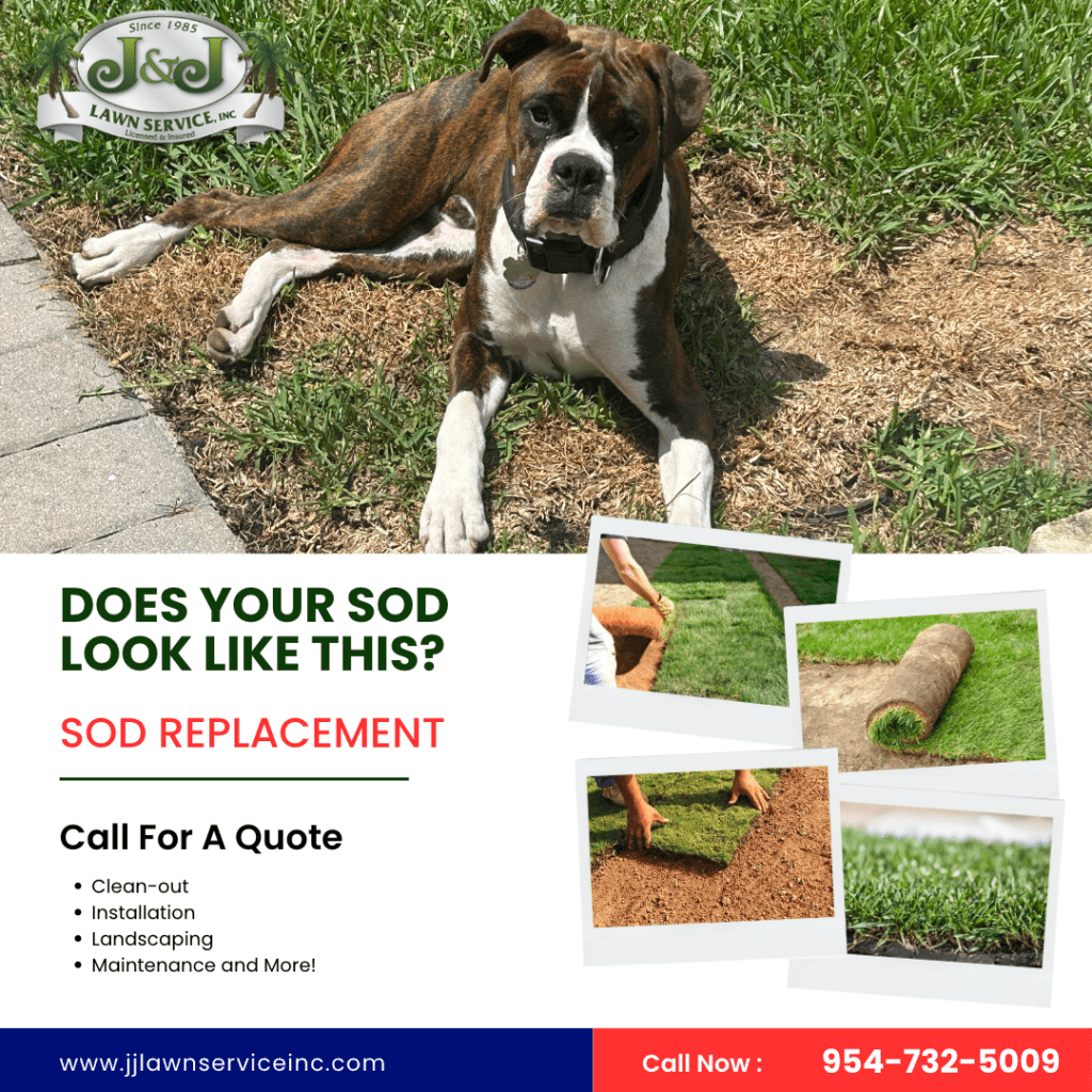 Revitalize Your Outdoor Space with Professional Sod Installation Services from J&J Lawn Service, Inc.