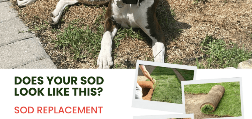 Revitalize Your Outdoor Space