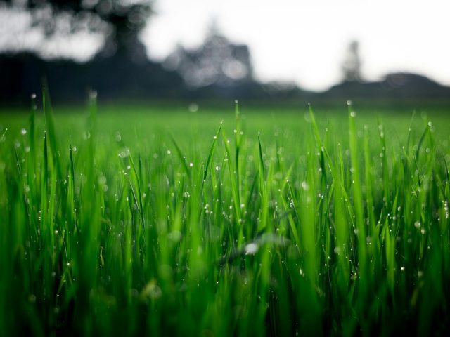 Why Your Lawn Isn’t Staying Green