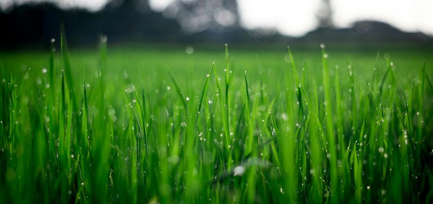 Why Your Lawn Isn’t Staying Green
